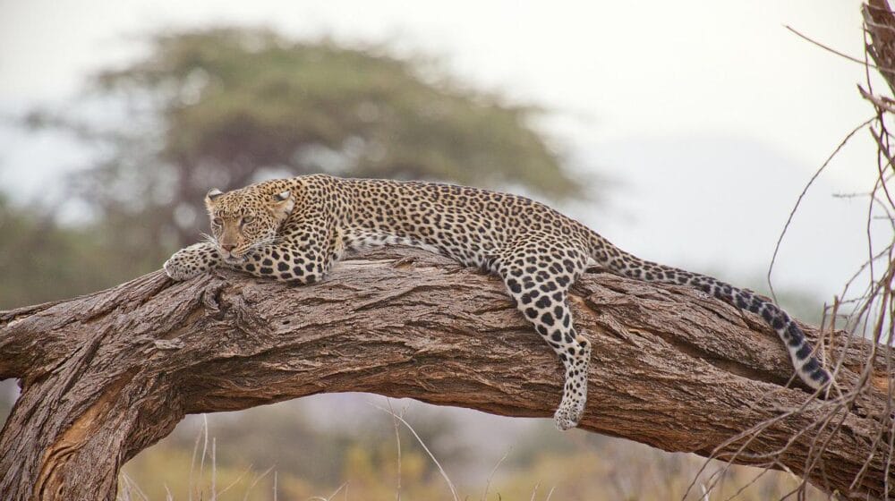 Anadolski leopard viđen u Turskoj nakon 47 godina 1