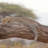 Anadolski leopard viđen u Turskoj nakon 47 godina 1