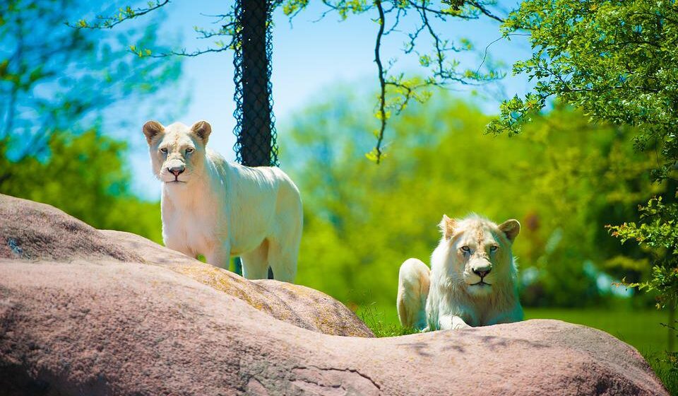 Zoološki vrt u Torontu planira da najosetljivije životinje vakciniše protiv kovida vakcinom Zoetis 1
