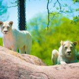 Zoološki vrt u Torontu planira da najosetljivije životinje vakciniše protiv kovida vakcinom Zoetis 8