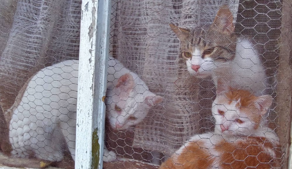 Porodica iz Rusije zamenila Moskvu selom pored Zaječara: Rat u Ukrajini je uništio našu ekonomiju ali o tome se ćuti 6 Porodica iz Rusije zamenila Moskvu selom pored Zaječara: Rat u Ukrajini je uništio našu ekonomiju ali o tome se ćuti 6