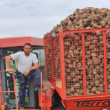 Šećerne repe na banatskim poljima iz godine u godinu sve manje, ove na istorijskom minimumu 9