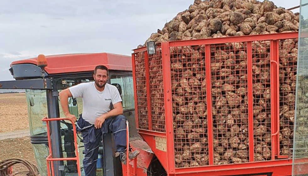 Šećerne repe na banatskim poljima iz godine u godinu sve manje, ove na istorijskom minimumu 1