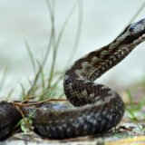 Ko je nadležan da zbrinjava zmije i da li ih ove godine ima više? 11