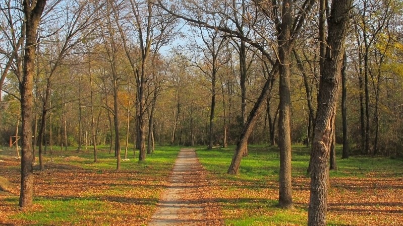 Apatinci uznemireni zbog seče drveća u šumi Junaković: Posečeno hiljadu stabala u spomeniku prirode 1