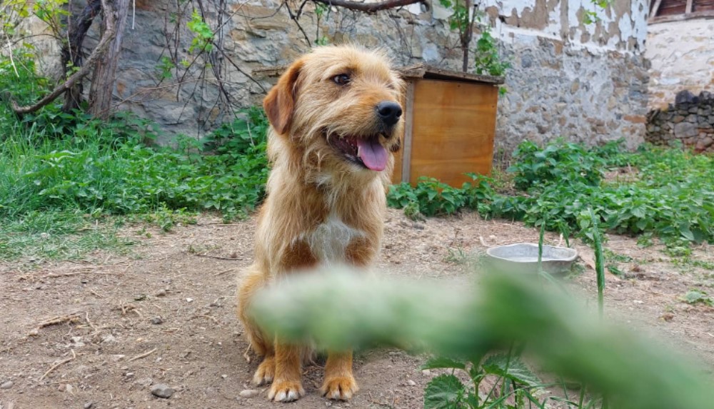 Porodica iz Rusije zamenila Moskvu selom pored Zaječara: Rat u Ukrajini je uništio našu ekonomiju ali o tome se ćuti 7 Porodica iz Rusije zamenila Moskvu selom pored Zaječara: Rat u Ukrajini je uništio našu ekonomiju ali o tome se ćuti 7