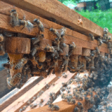 Zrenjanin: Nove košnice za mlade pčelare sa sela 4