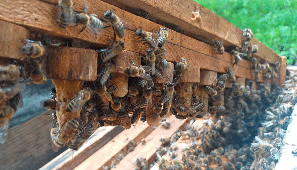 Zrenjanin: Nove košnice za mlade pčelare sa sela 1