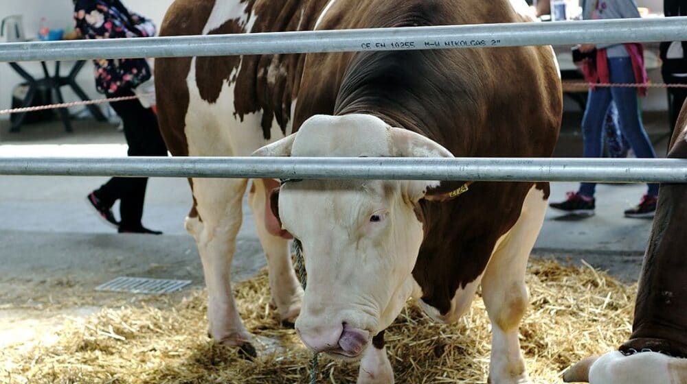Bik ubio vlasnika na pijaci u Gostivaru 1