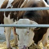 Bik ubio vlasnika na pijaci u Gostivaru 1