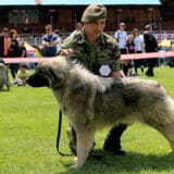 Ministarstvo odbrane: Službeni psi Vojske Srbije osvojili sedam priznanja na manifestacijama u Nišu 18