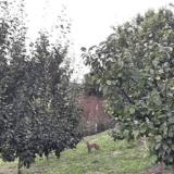 U Zrenjaninu se namnožili šakali, lovci kreću u akciju 2