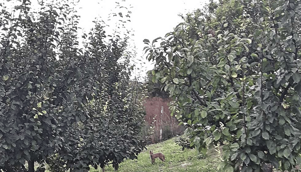 U Zrenjaninu se namnožili šakali, lovci kreću u akciju 1