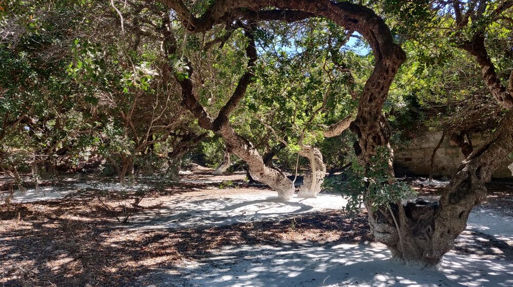 Mastika - lekovita biljka koja raste samo na ostrvu Hios 1