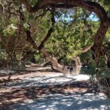 Mastika - lekovita biljka koja raste samo na ostrvu Hios 2