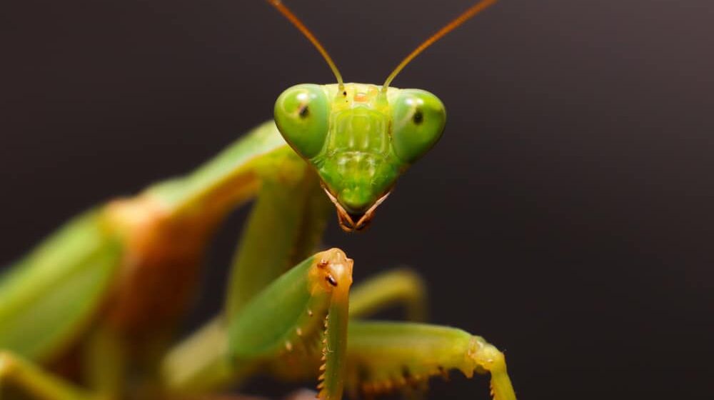 Jesu li tropske bogomoljke iz Afrike i Azije u invaziji na Hrvatsku? 1