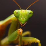 Jesu li tropske bogomoljke iz Afrike i Azije u invaziji na Hrvatsku? 9