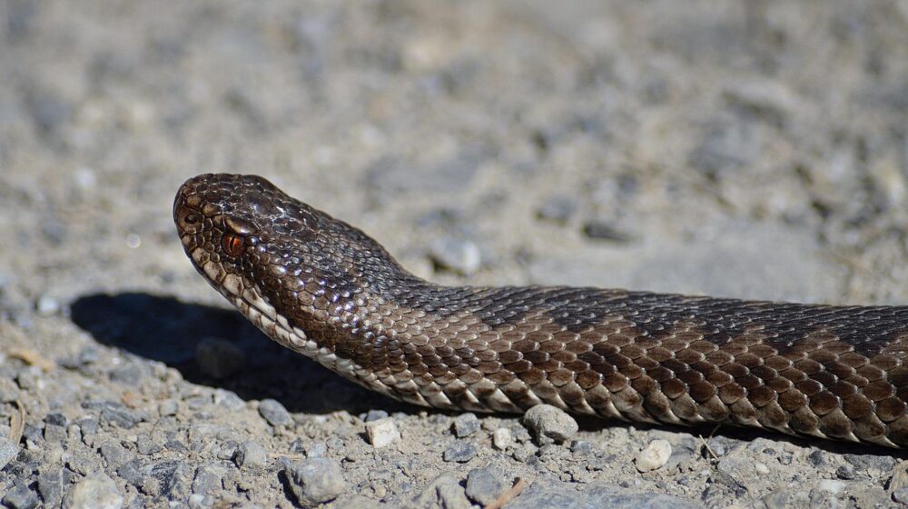 Zmija koja može da ubije 60 ljudi jednim ugrizom: "Šaza" drži svetski rekord u ispuštanju otrova 1