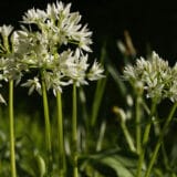 Sremuš - najzdraviji luk 6