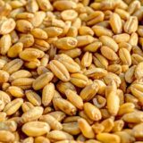 Na Produktnoj berzi pšenica skuplja oko četiri odsto, kilogram od 39,50 do 40 dinara, bez PDV 10