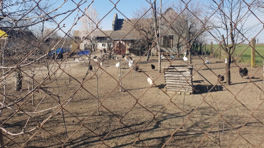 U srednjem Banatu više nema ptičjeg gripa 1