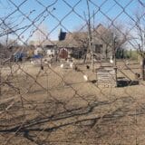 U srednjem Banatu više nema ptičjeg gripa 10