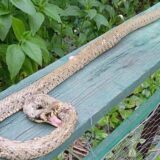 "Moj pas se borio sa zmijom, a ja sam je dokrajčila alatom": Dugački gmizavac u dvorištu zrenjaninske slikarke 5
