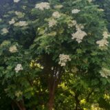 Kako napraviti sok od zove? 2