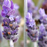 Za šta je sve delotvorna lavanda? 2