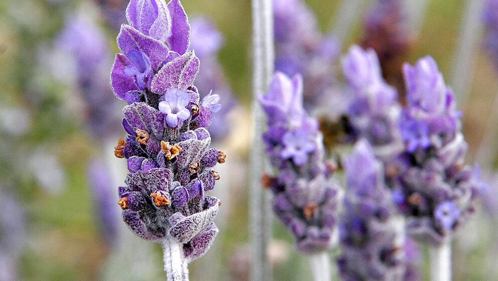 Za šta je sve delotvorna lavanda? 1