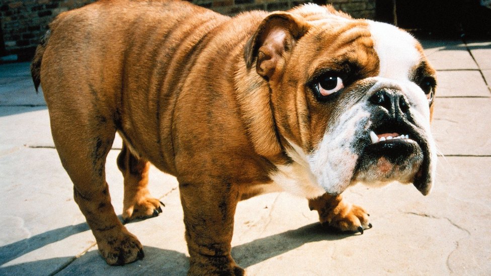 Psi i dobrobit životinja: Ne kupujte buldoge dok se ne reše problemi uzgoja, savetuju veterinari 3 Bulldog