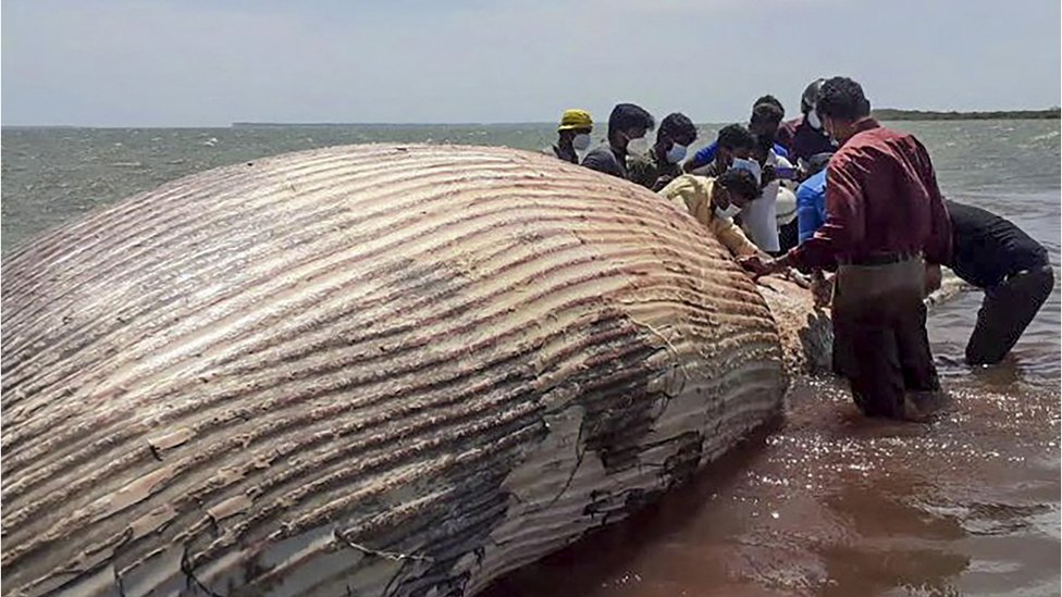 Dead whale in Sri Lanka
