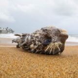 Zagađenje okeana: Uticaj od potonulog broda kod Šri Lanke na morski život „osećaće se decenijama” 5