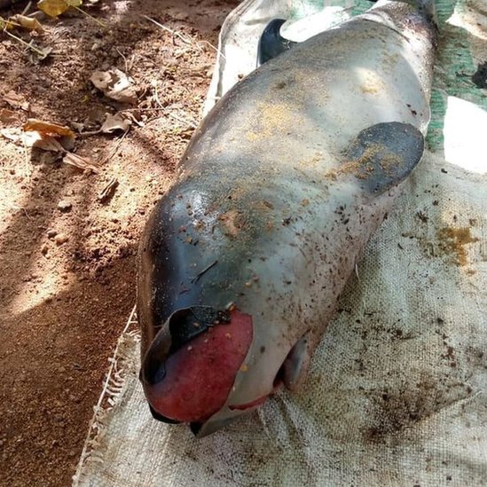 A dead whale calf found in Chilaw, western Sri Lanka (From: "Report a Dead Marine Animal in Sri Lanka" page)