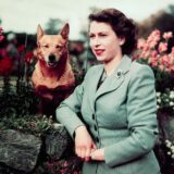 Platinasti jubilej: Korgiji - kako se Kraljica zaljubila i pokrenula fenomen 3