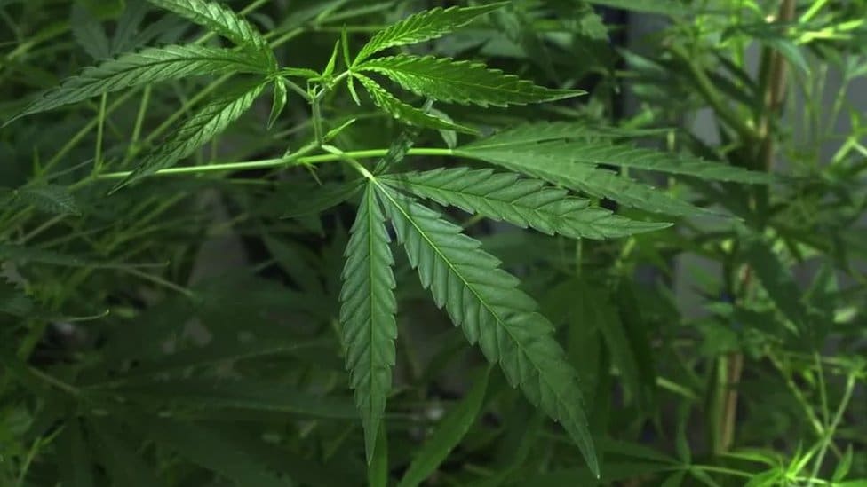 Crna Gora, droga i medicina: „Dekriminalizacija kanabisa može pospešiti evropske integracije” 3 stabljika kanabisa