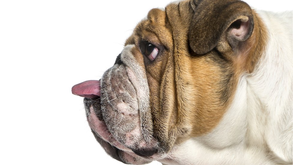 Psi i dobrobit životinja: Ne kupujte buldoge dok se ne reše problemi uzgoja, savetuju veterinari 2 English bulldog