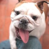 Psi i dobrobit životinja: Ne kupujte buldoge dok se ne reše problemi uzgoja, savetuju veterinari 4