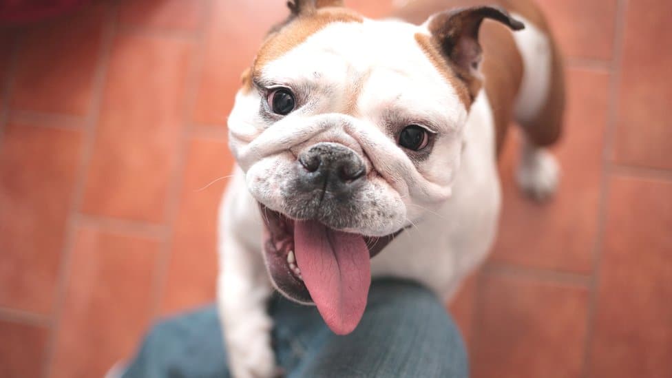 Psi i dobrobit životinja: Ne kupujte buldoge dok se ne reše problemi uzgoja, savetuju veterinari 1 English bulldog