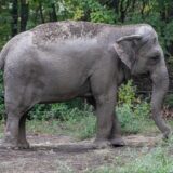 Amerika i životinje: Sud odlučio - slon Srećko nije osoba, ostaje u zatočeništvu 5