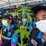 Azija i droge: Kako je Tajland prešao put od rata protiv droge do karija začinjenog kanabisom 12