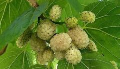 16537761604284027538760202863924 Dudara, dudar i još neke zanimljivosti iz prošlosti 3