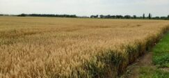 Počela žetva u Banatu: Rod pšenice manji od proseka 3
