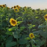 Zrenjanin: Raspisan javni poziv za pomoć ratarima kojima je suša uništila rod suncokreta 6