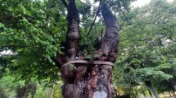 20220522_193254 Dudara, dudar i još neke zanimljivosti iz prošlosti 2