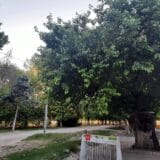 Dudara, dudar i još neke zanimljivosti iz prošlosti 2