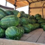 Veletržnica Beograd: Lubenica na prvom mestu po obimu trgovanja prošle nedelje 12