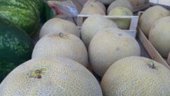 20220629_090643 Zrenjaninci vole da kupuju bostan na ulici, s kamiona i iz prikolica 3