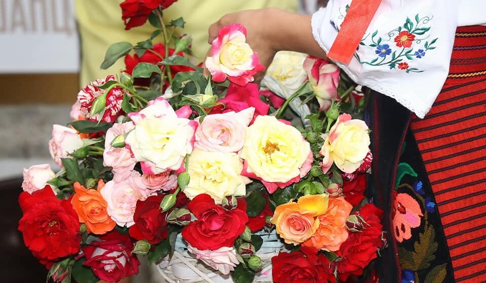 Uskoro počinje najmirisniji Festival u Srbiji “Ruže Lipolista” 1