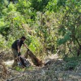 Ekološki front Novi Sad uputio zahtev za hitan inspekcijski nadzor zbog seče na Dunavcu i Šodrošu 13